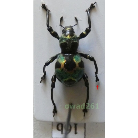 Pachyrhynchus orbifer Waterhouse, 1841 male Philippines16b